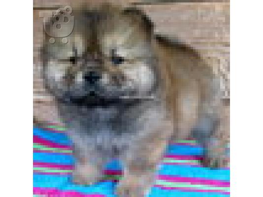 PoulaTo: Chow Chow κουτάβι